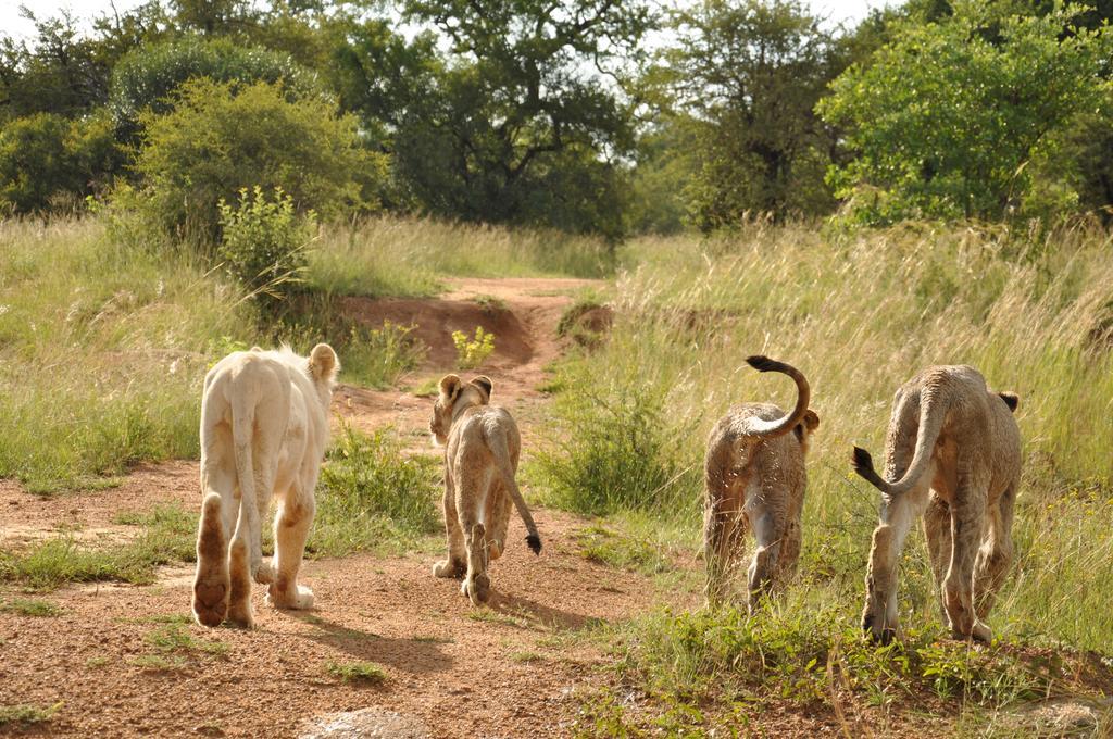 Ukutula Lion Lodge Beestekraal  Zewnętrze zdjęcie