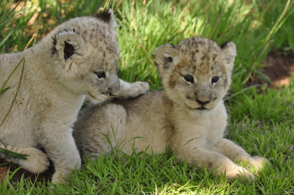 Ukutula Lion Lodge Beestekraal  Zewnętrze zdjęcie