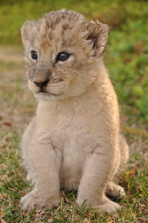 Ukutula Lion Lodge Beestekraal  Zewnętrze zdjęcie